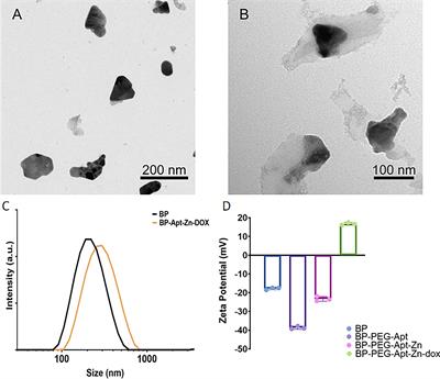 Frontiers | Zinc-Loaded Black Phosphorus Multifunctional Nanodelivery ...